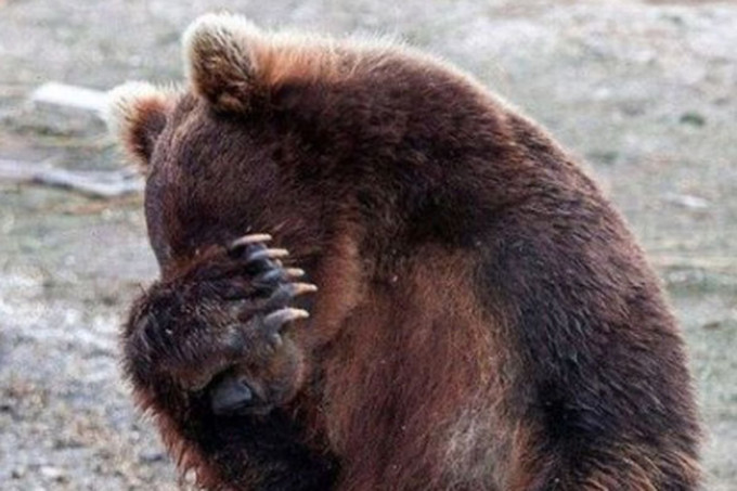 facepalm-bear-560x560.0.0.jpg