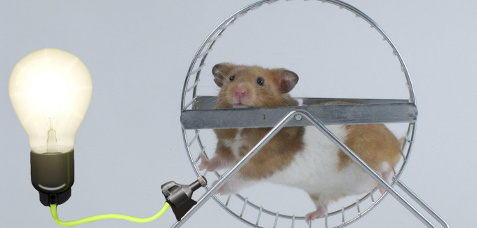 Goldhamster.jpg